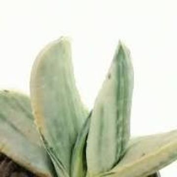 Gasteria 'Sakura Fuji'