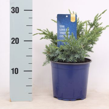 Juniperus squamata 'Blue Swede'