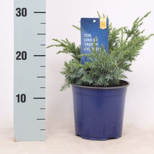 Juniperus squamata 'Blue Swede' (Vredebest, Kwekerij)