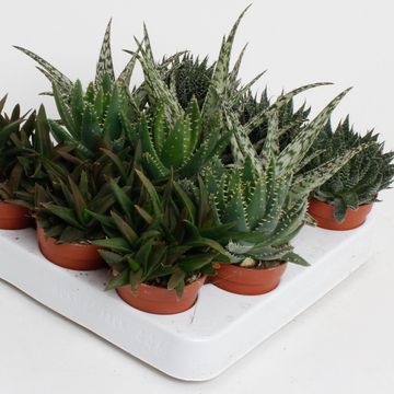Aloe MIX