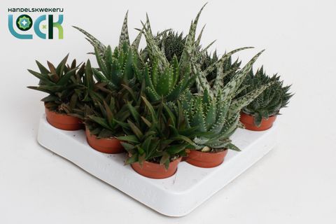 Aloe MIX