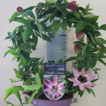 Passiflora 'Victoria'