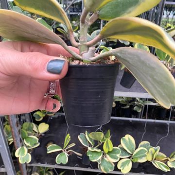 Hoya kerrii 'Variegata'
