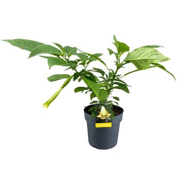 Brugmansia BUSH YELLOW