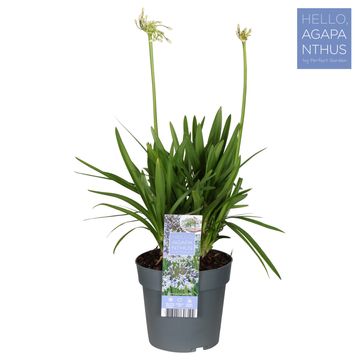 Agapanthus FIREWORKS