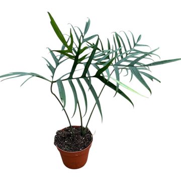 Philodendron polypodioides