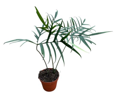 Filodendro polypodioides