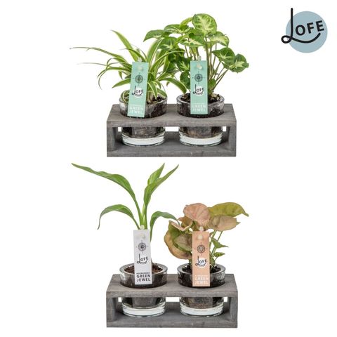 Ετοιμασίες Houseplants