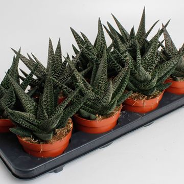 x Gasterhaworthia 'Royal Highness'