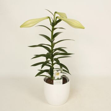 Lilium longiflorum 'Miracle'