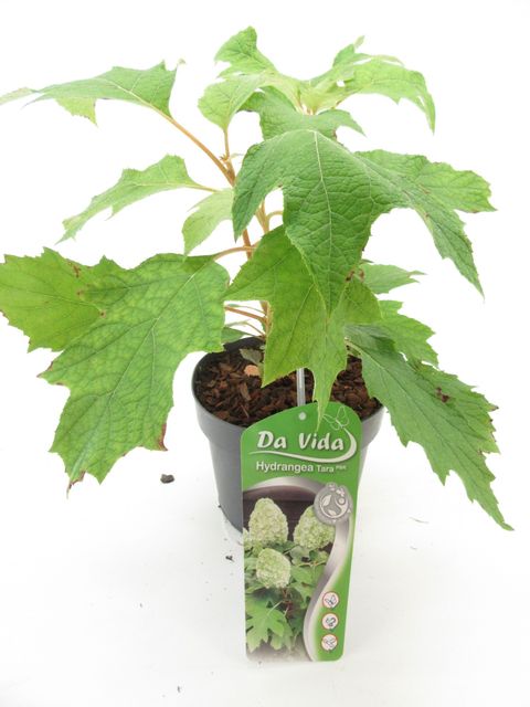 Hydrangea quercifolia TARA