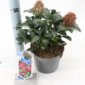 Skimmia japonica 'Rubella'