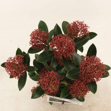 Skimmia japonica PINK DWARF