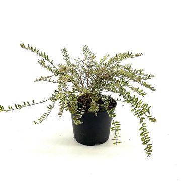 Lonicera nitida 'Lemon Beauty'