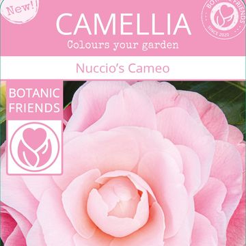 Camellia japonica 'Nuccio's Cameo'