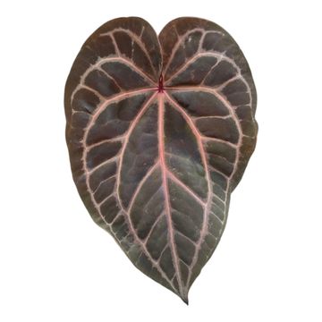 Anthurium 'Surprise Hybrid'