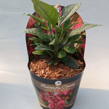 Buddleja davidii BUTTERFLY CANDY LITTLE RUBY