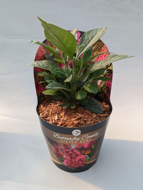 Buddleja davidii BUTTERFLY CANDY LITTLE RUBY