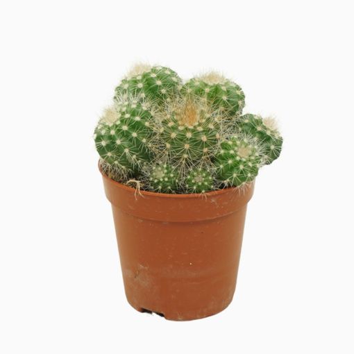 Notocactus magnificus