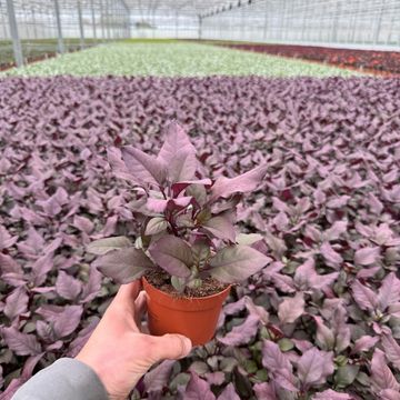 Alternanthera dentata 'Purple Knight'