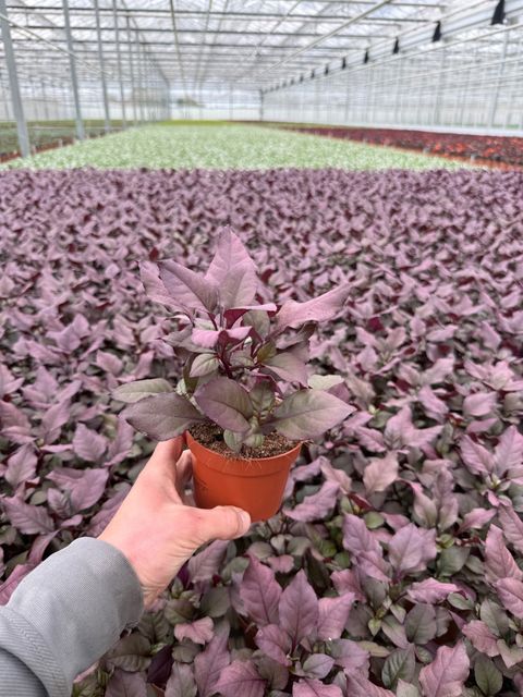 Alternanthera dentata 'Purple Knight'