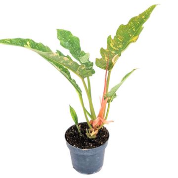 Philodendron 'Ring of Fire'