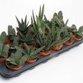 Gasteria MIX