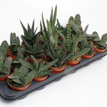 Gasteria MIX