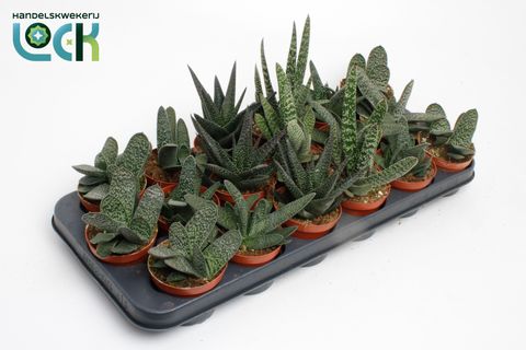Gasteria MIX