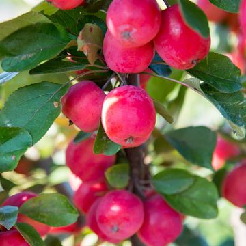 Malus transitoria APPLETINI
