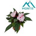 Impatiens NEW GUINEA MIX