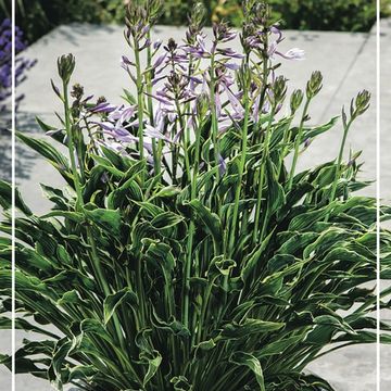 Hosta 'Praying Hands'