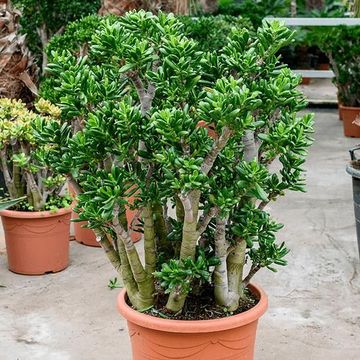 Crassula ovata 'Gollum'