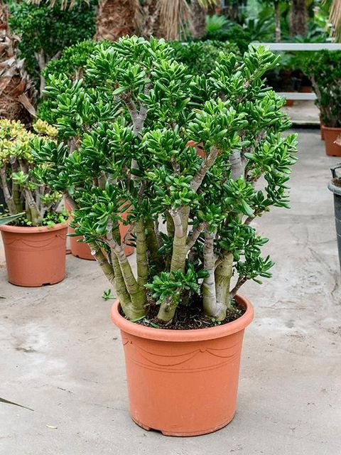 Crassula ovata 'Gollum'