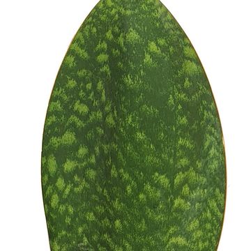 Sansevieria masoniana