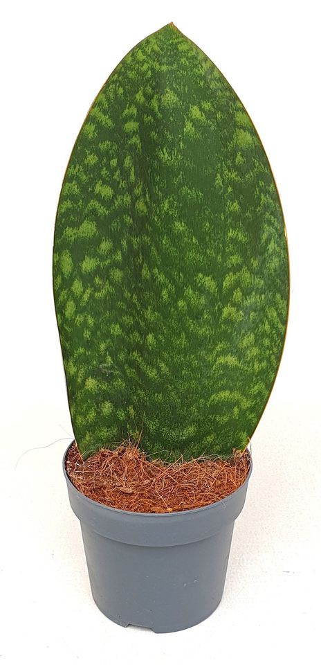 Sansevieria masoniana