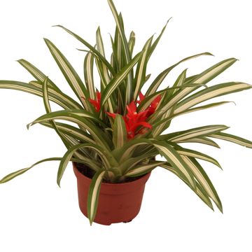 Guzmania 'Ice Cream'