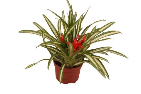Guzmania 'Ice Cream'