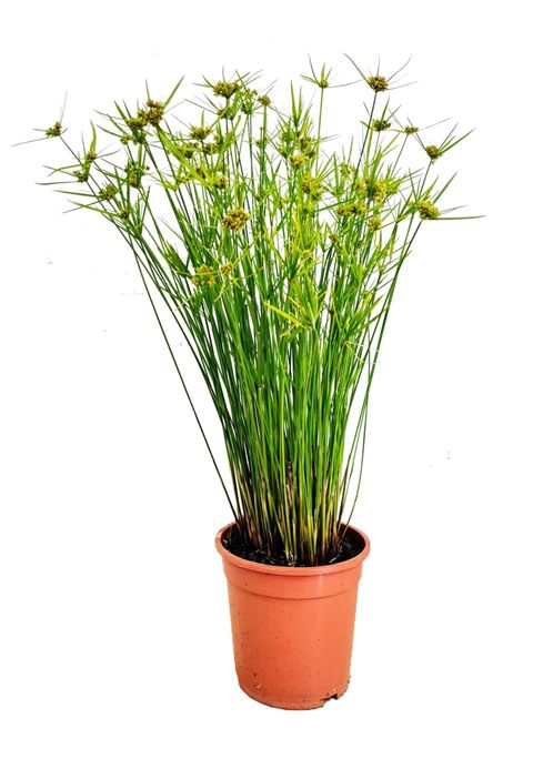 Cyperus alternifolius