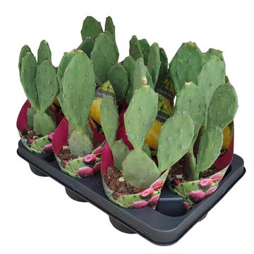 Opuntia humifusa