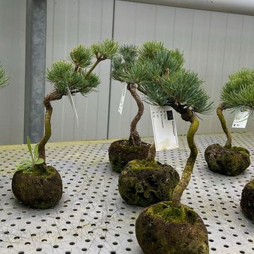 Pinus parviflora