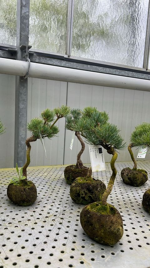 Pinus parviflora