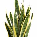Sansevieria trifasciata 'Laurentii'