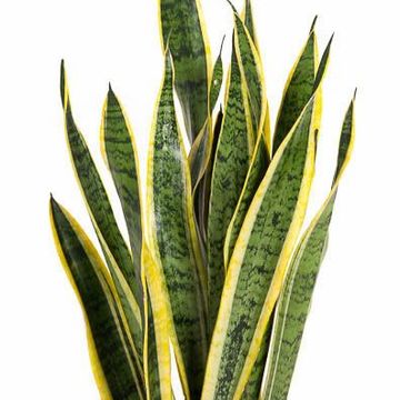 Sansevieria trifasciata 'Laurentii'