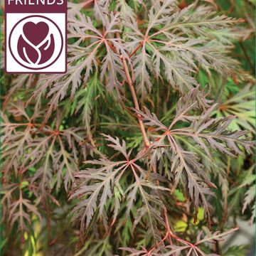 Acer palmatum 'Ornatum'