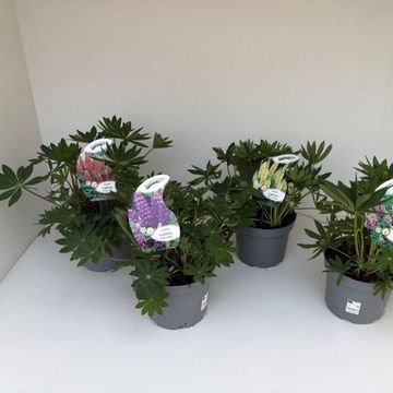 Lupinus polyphyllus MIX
