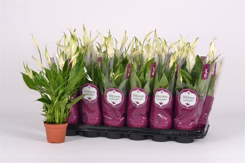 Spathiphyllum 'Chopin'