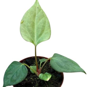 Anthurium portillae