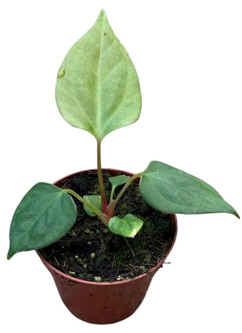 Anthurium portillae