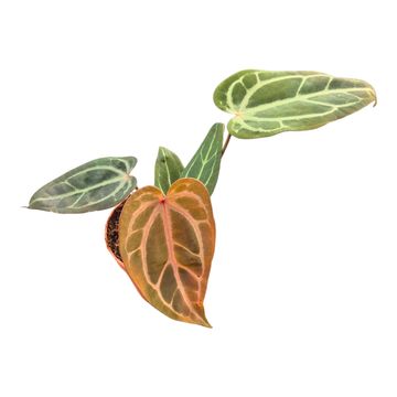 Anthurium DocBlock Anthurium Home, Sweet Home® '32' X Tortoise Shell Brown® '34'